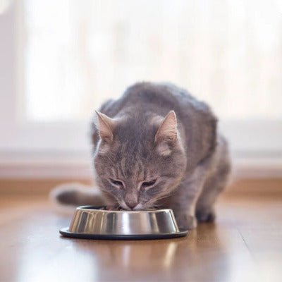 Gamelle chat | AntiÉclaboussure - chat gris mange des croquettes