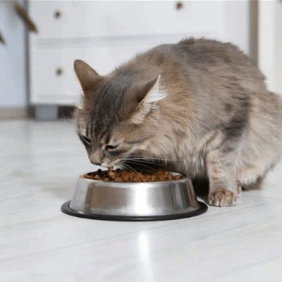 Gamelle chat | AntiÉclaboussure - chat mange croquettes