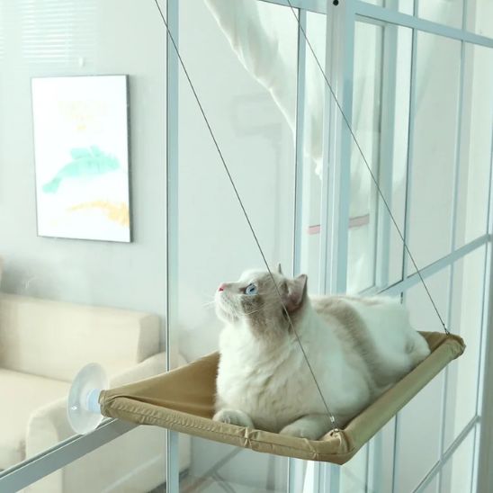 hamac chat fenetre et chat dessus