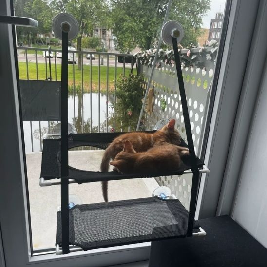 Hamac chat fenetre simple ou double - Chat - Mellow