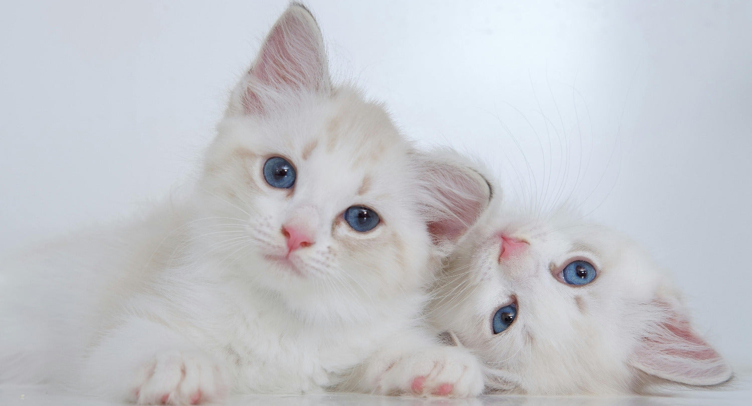 image utilisée pour accueil de la boutique