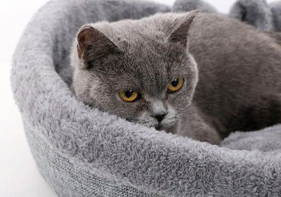 Panier pour chat | Coeur - Chat - Mellow