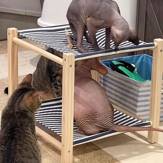 plusieurs chats hamac pour chat